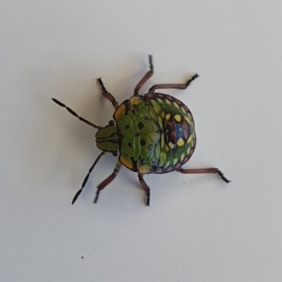 Nezara viridula (Green vegetable bug) at Wallaga Lake, NSW - 16 Dec 2019 by JoyGeorgeson