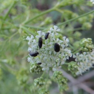 Mordellidae (family) at Tennent, ACT - 11 Nov 2019