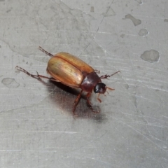 Sericesthis geminata (Pruinose scarab) at Barton, ACT - 15 Dec 2019 by RodDeb