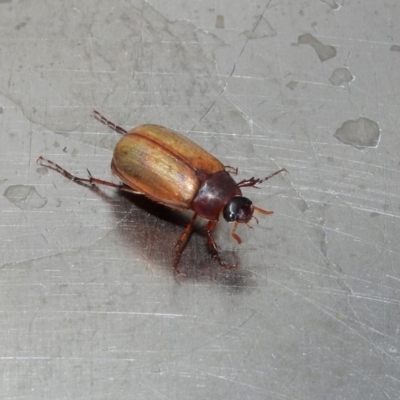 Sericesthis geminata (Pruinose scarab) at Lake Burley Griffin Central/East - 15 Dec 2019 by RodDeb