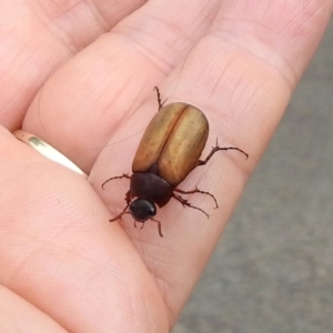 Sericesthis geminata at Barton, ACT - 15 Dec 2019 11:07 AM