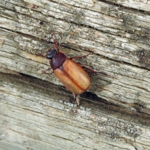 Sericesthis geminata at Barton, ACT - 15 Dec 2019 11:07 AM