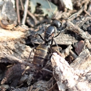 Camponotus aeneopilosus at Dunlop, ACT - 17 Dec 2019 05:19 PM