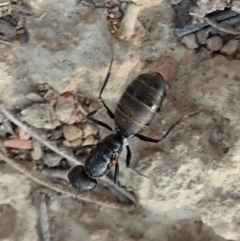 Camponotus aeneopilosus at Dunlop, ACT - 17 Dec 2019 05:19 PM