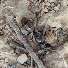 Camponotus aeneopilosus at Dunlop, ACT - 17 Dec 2019 05:19 PM