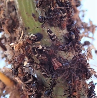 Papyrius nitidus (Shining Coconut Ant) at Aranda Bushland - 16 Dec 2019 by CathB