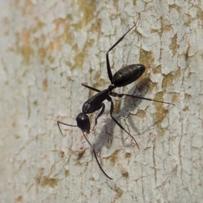 Camponotus sp. (genus) (A sugar ant) at Aranda Bushland - 13 Dec 2019 by CathB