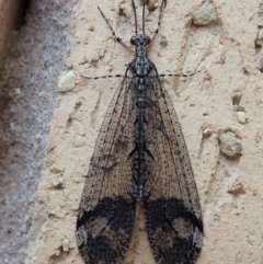 Glenoleon pulchellus (Antlion lacewing) at Cook, ACT - 18 Dec 2019 by CathB