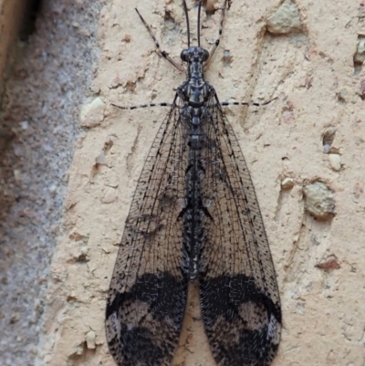 Glenoleon pulchellus (Antlion lacewing) at Cook, ACT - 18 Dec 2019 by CathB