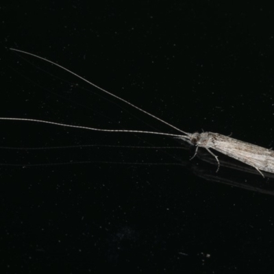 Triplectides sp. (genus) (A long-horned caddisfly) at Ainslie, ACT - 17 Dec 2019 by jb2602