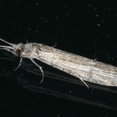 Triplectides sp. (genus) at Ainslie, ACT - 17 Dec 2019 09:32 PM