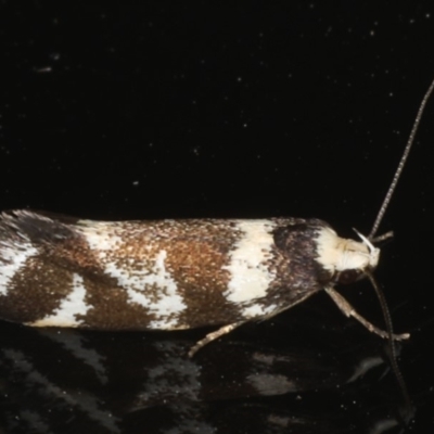 Isomoralla eriscota (A concealer moth) at Ainslie, ACT - 17 Dec 2019 by jbromilow50