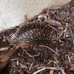 Tachyglossus aculeatus at Acton, ACT - 18 Dec 2019