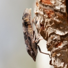 Stenocotis depressa (Leafhopper) at Acton, ACT - 30 Nov 2019 by rawshorty