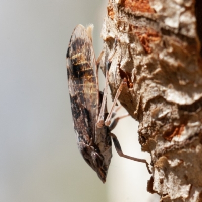 Stenocotis depressa (Leafhopper) at Acton, ACT - 1 Dec 2019 by rawshorty