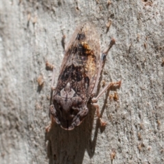 Stenocotis depressa at Acton, ACT - 1 Dec 2019 09:38 AM