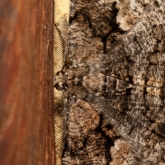 Unplaced externaria (Mahogany Bark Moth (formerly Hypomecis externaria)) at Symonston, ACT - 1 Dec 2019 by rawshorty