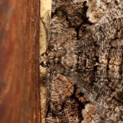 Unplaced externaria (Mahogany Bark Moth (formerly Hypomecis externaria)) at Symonston, ACT - 1 Dec 2019 by rawshorty