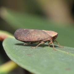 Brunotartessus fulvus (Yellow-headed Leafhopper) at Acton, ACT - 17 Dec 2019 by TimL