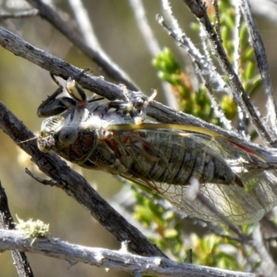 Myopsalta bassiana (Bassian Buzzer) at Theodore, ACT - 24 Nov 2019 by Owen