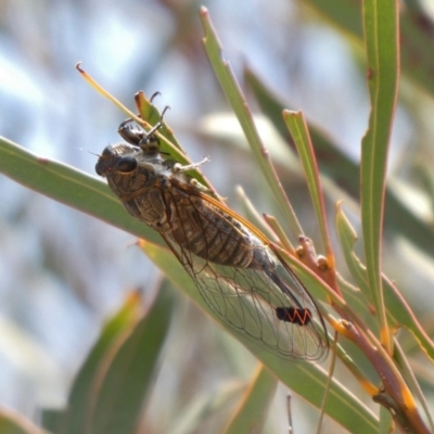 Galanga labeculata (Double-spotted cicada) at Tuggeranong Hill - 11 Dec 2019 by Owen