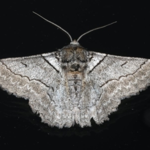 Hypobapta tachyhalotaria at Ainslie, ACT - 17 Dec 2019 09:12 PM