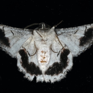 Hypobapta tachyhalotaria at Ainslie, ACT - 17 Dec 2019 09:12 PM