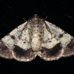 Cryphaea xylina (Woodland Geometrid) at Ainslie, ACT - 17 Dec 2019 by jbromilow50