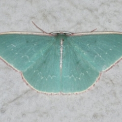 Chlorocoma dichloraria (Guenee's or Double-fringed Emerald) at Ainslie, ACT - 17 Dec 2019 by jb2602