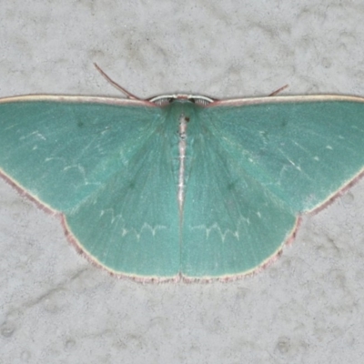 Chlorocoma dichloraria (Guenee's or Double-fringed Emerald) at Ainslie, ACT - 17 Dec 2019 by jbromilow50