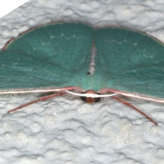 Chlorocoma dichloraria at Ainslie, ACT - 17 Dec 2019