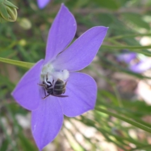 Lasioglossum (Chilalictus) sp. (genus & subgenus) at Aranda, ACT - 4 Nov 2014 12:36 PM