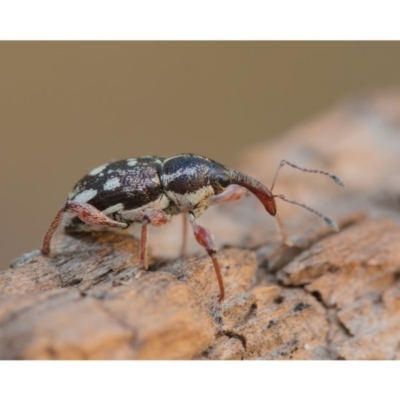 Aoplocnemis rufipes (A weevil) at Rendezvous Creek, ACT - 7 Dec 2019 by kdm