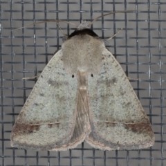 Pantydia sparsa (Noctuid Moth) at Ainslie, ACT - 17 Dec 2019 by jb2602