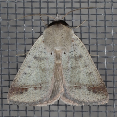 Pantydia sparsa (Noctuid Moth) at Ainslie, ACT - 17 Dec 2019 by jbromilow50