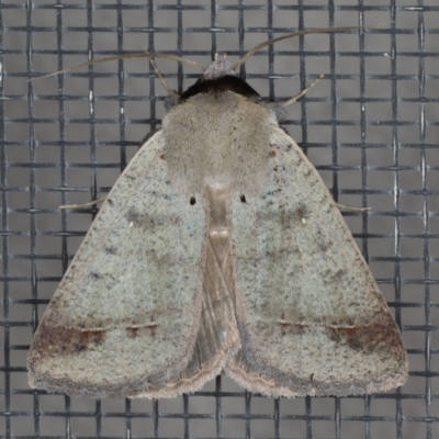 Pantydia sparsa (Noctuid Moth) at Ainslie, ACT - 17 Dec 2019 by jb2602