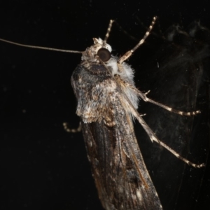 Agrotis munda at Ainslie, ACT - 17 Dec 2019 10:56 PM