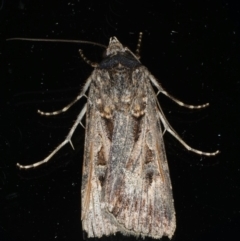 Agrotis munda at Ainslie, ACT - 17 Dec 2019 10:56 PM