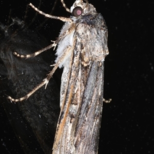 Agrotis munda at Ainslie, ACT - 17 Dec 2019 10:56 PM