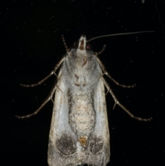 Agrotis munda at Ainslie, ACT - 17 Dec 2019 10:56 PM