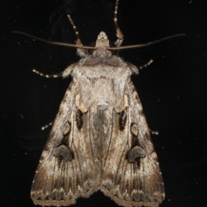 Agrotis munda at Ainslie, ACT - 17 Dec 2019 10:56 PM