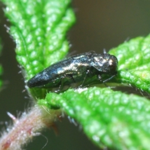 Aaaaba fossicollis at Cotter River, ACT - 18 Dec 2019 11:39 PM