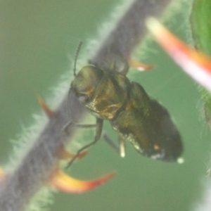 Aaaaba fossicollis at Cotter River, ACT - 18 Dec 2019 11:39 PM