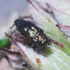 Aaaaba fossicollis at Cotter River, ACT - 18 Dec 2019 11:39 PM