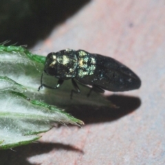 Aaaaba fossicollis at Cotter River, ACT - 18 Dec 2019 11:39 PM