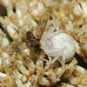 Thomisus spectabilis at Hackett, ACT - 17 Dec 2019 11:51 AM