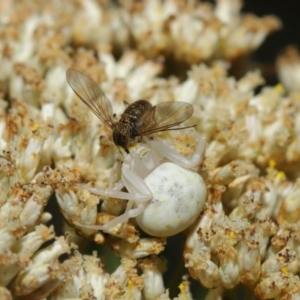 Thomisus spectabilis at Hackett, ACT - 17 Dec 2019 11:51 AM