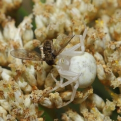 Thomisus spectabilis at Hackett, ACT - 17 Dec 2019 11:51 AM