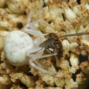 Thomisus spectabilis at Hackett, ACT - 17 Dec 2019 11:51 AM