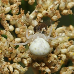 Thomisus spectabilis at Hackett, ACT - 17 Dec 2019 11:51 AM